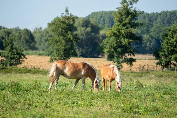 Cavalli Pascolo — Foto Stock