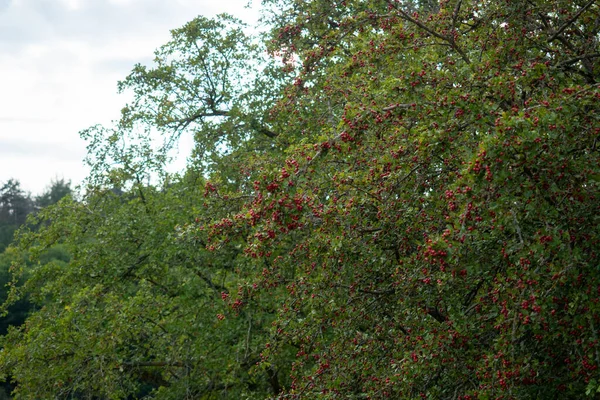 Спелые Плоды Боярышнике — стоковое фото
