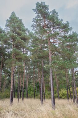 Sonbahar elbisesi içinde manzara