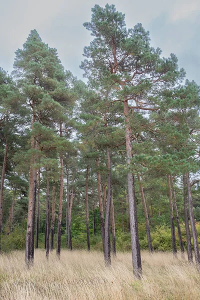Sonbahar elbisesi içinde manzara