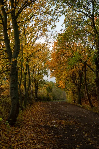 Paisaje Vestido Otoño — Foto de Stock