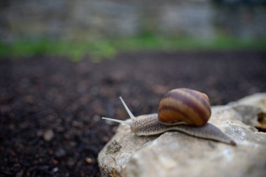 Taş üstünde Romalı salyangoz