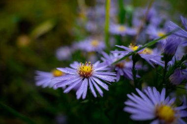 Sonbahar yıldızları çiçek açmış.