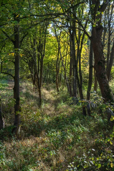 Landscape Autumn Dress — Stock Photo, Image