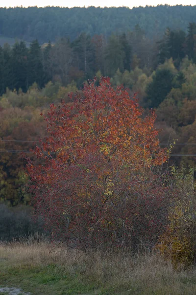 Paysage Robe Automne — Photo