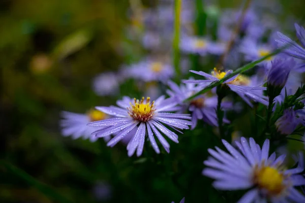 Desastres Otoño Plena Floración —  Fotos de Stock