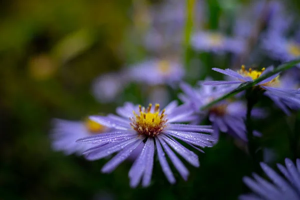 Asters Automne Pleine Floraison — Photo