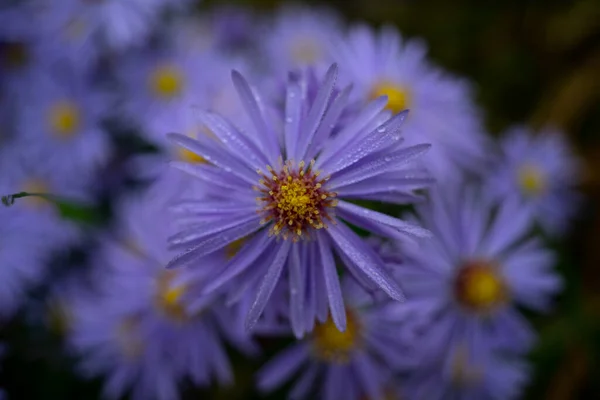 Sonbahar Yıldızları Çiçek Açmış — Stok fotoğraf