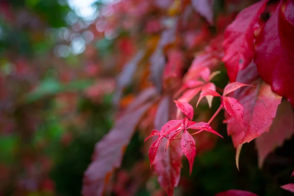 Wilder Wein Seiner Schönsten Herbstfarbe — Stockfoto