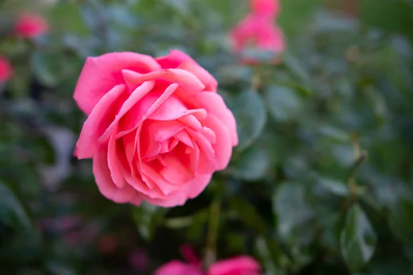Kwiat Róży — Zdjęcie stockowe