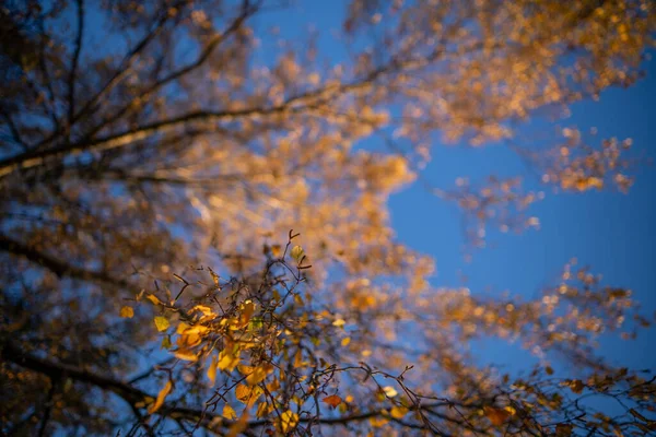 秋のドレスの風景 — ストック写真