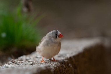 Zebra ispinozu betonun kenarında