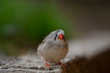 Zebra ispinozu betonun kenarında
