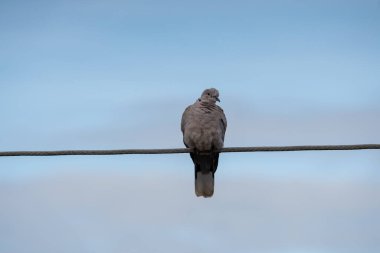 Yakalı güvercin elektrik hattında