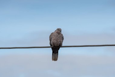 Yakalı güvercin elektrik hattında