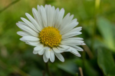 Bir papatyaya yaklaş