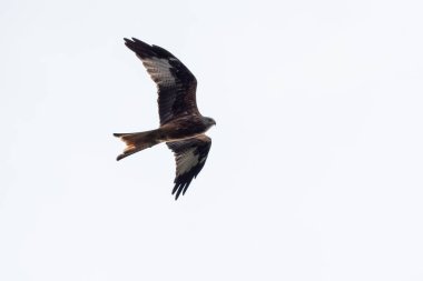 Kırmızı uçurtma uçuyor.