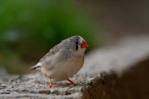 Zebravink Een Betonnen Rand — Stockfoto