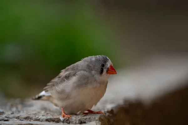 Zebra Finch Concrete Edge — Stock Photo, Image