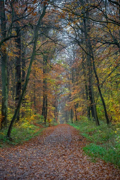 Paisaje Vestido Otoño — Foto de Stock