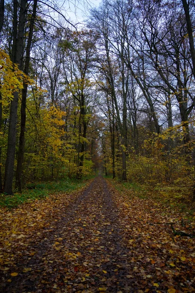 Paisaje Vestido Otoño — Foto de Stock