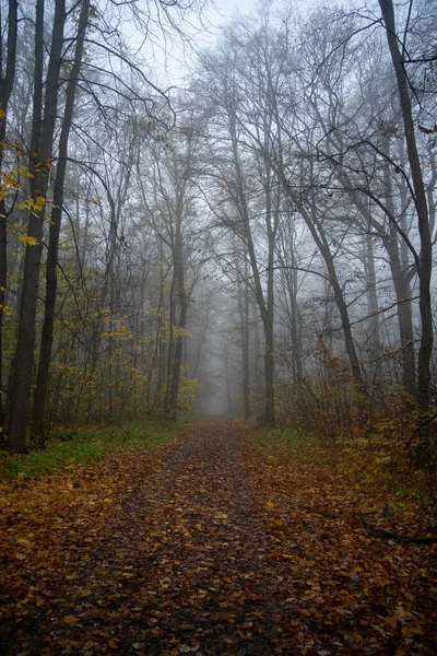 Paisaje Vestido Otoño — Foto de Stock