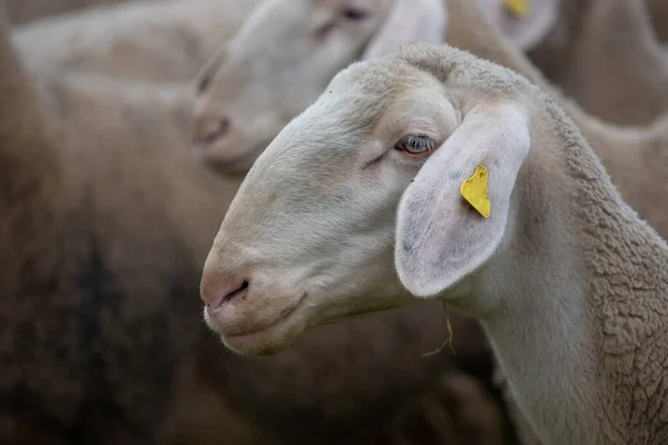 牧草地の羊の群れ — ストック写真