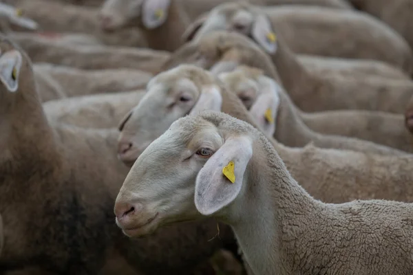 牧草地の羊の群れ — ストック写真