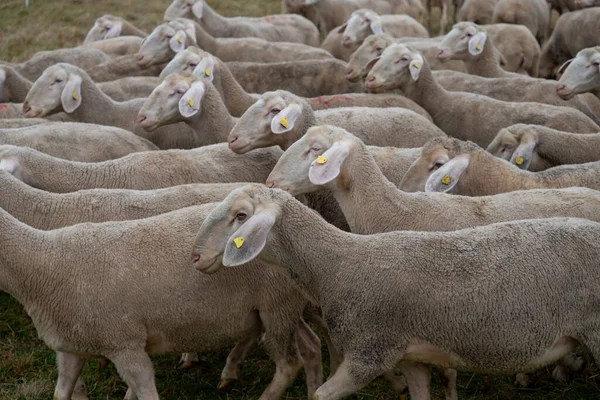 Rebanho Ovelhas Pasto — Fotografia de Stock