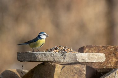 Blue tit at winter feeding
