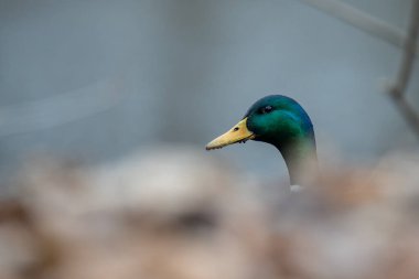 Göldeki yaban ördekleri