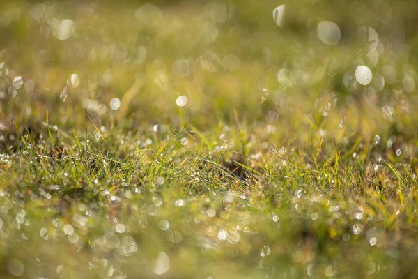 Grand Gazon Dans Une Prairie — Photo