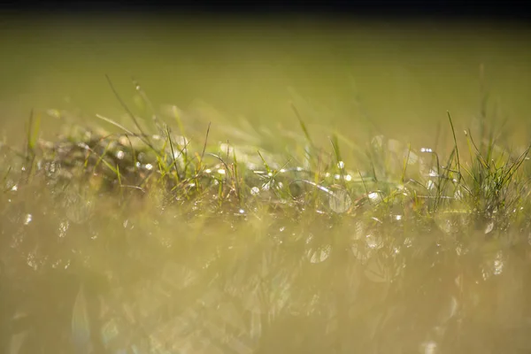 Grand Gazon Dans Une Prairie — Photo