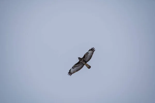 Buizerd Zoek Naar Voedsel — Stockfoto