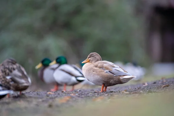 Mallards Lago — Foto de Stock