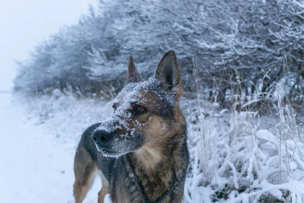 ドイツの羊飼いとともに雪の上に彼の銃口 — ストック写真