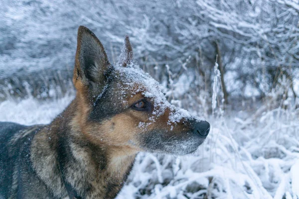 Owczarek Niemiecki Śniegiem Pysku — Zdjęcie stockowe