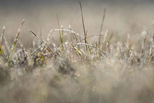 Hoog Gras Een Weide — Stockfoto