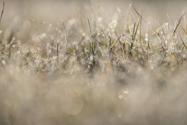 Hoog Gras Een Weide — Stockfoto