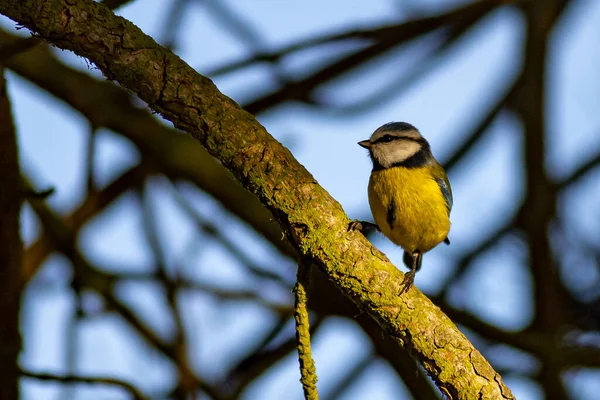 Blue Tit Winter Feeding — Stok fotoğraf