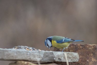 Blue tit at winter feeding