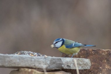 Blue tit at winter feeding