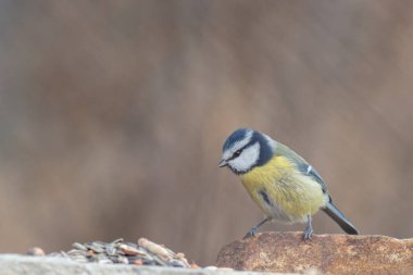 Blue tit at winter feeding