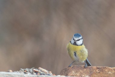 Blue tit at winter feeding