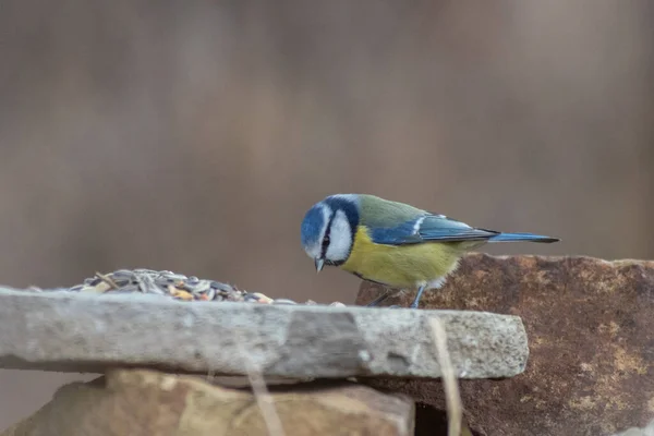 Blue Tit Winter Feeding — Stockfoto
