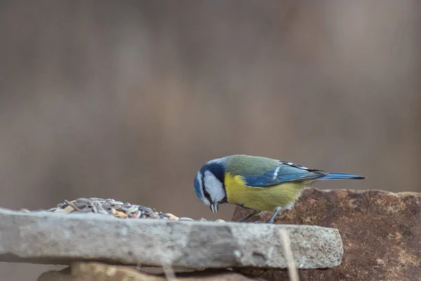 Blue Tit Winter Feeding — Stok fotoğraf