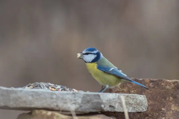 Blue Tit Winter Feeding — Stockfoto