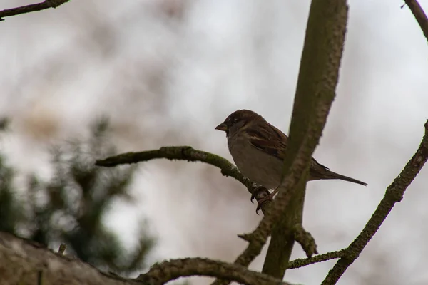 Moineau Domestique Sur Une Branche — Photo