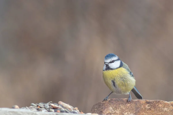 Blue Tit Winter Feeding — Stok fotoğraf