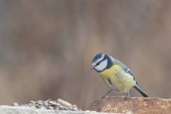 Blue Tit Winter Feeding — Stok fotoğraf